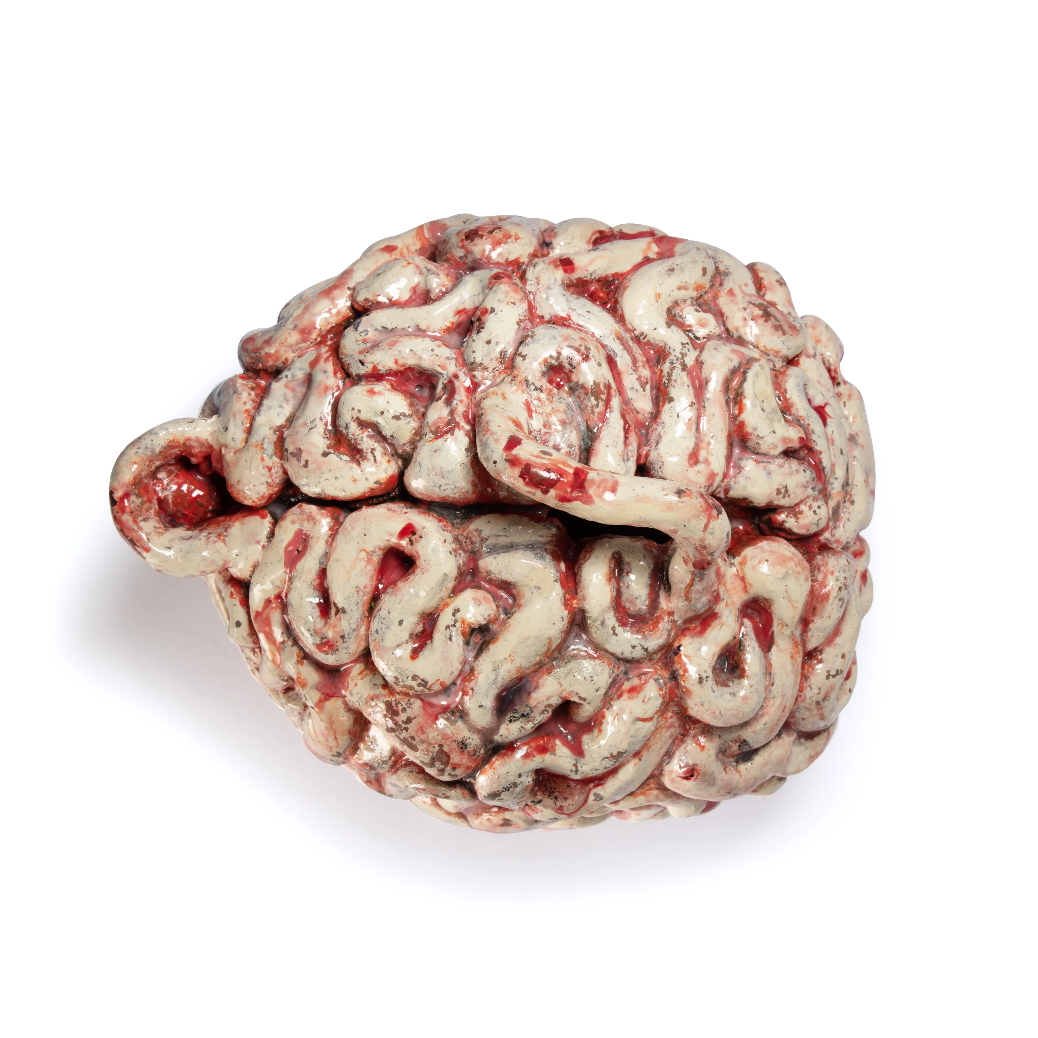 TEAPOT BRAIN — top view